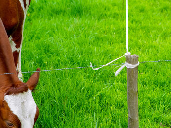 Dog looking away on field