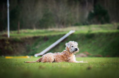 Dog relaxing on field