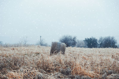 View of an animal on snow covered land