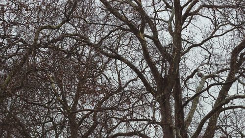 Low angle view of bare trees in forest