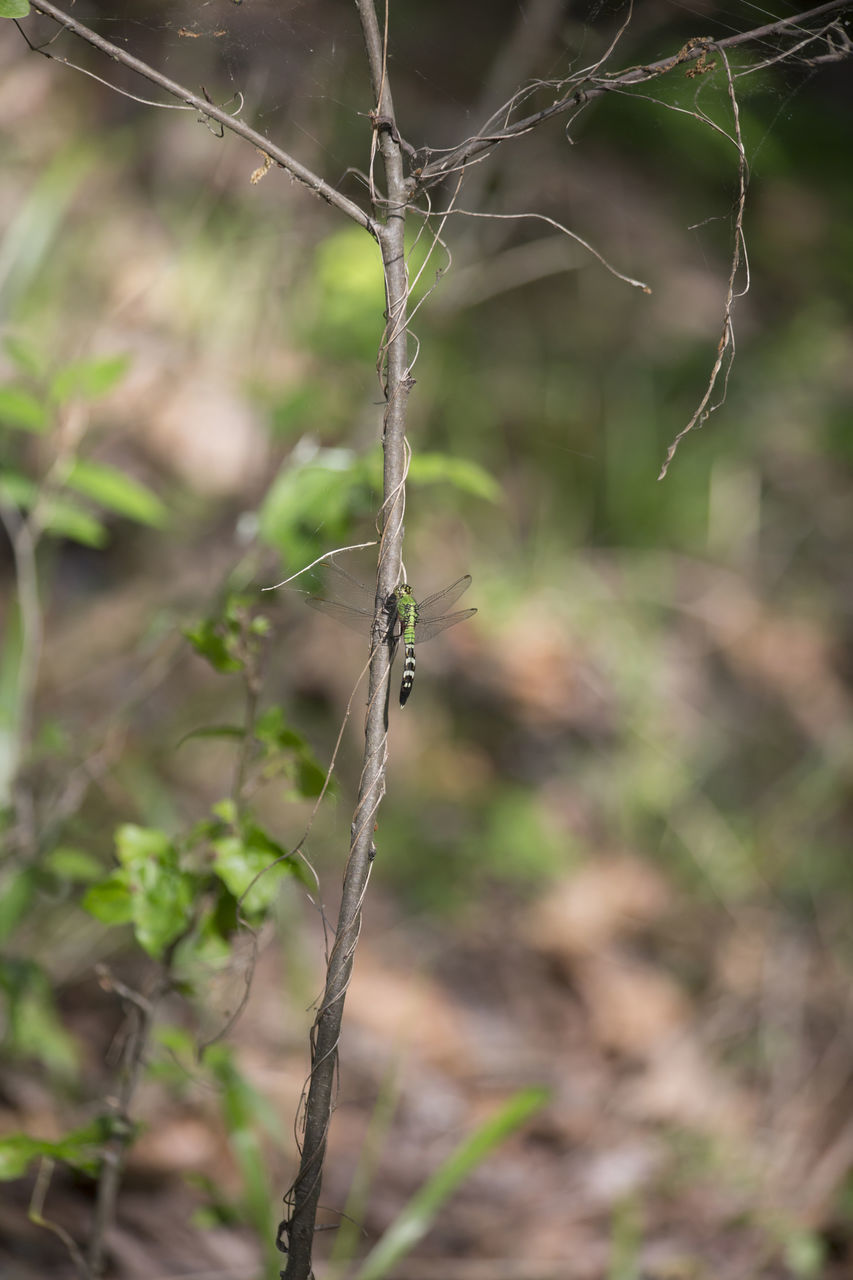 CLOSE-UP OF TWIG ON FIELD