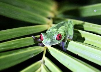 Close-up of insect on leaf