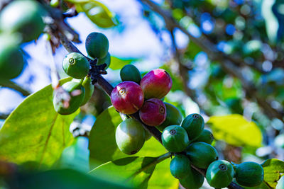 Close-up of grapes growing on tree