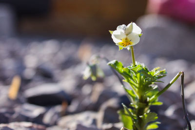 Close-up of white flowering plant