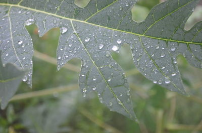 Close-up of wet leaf