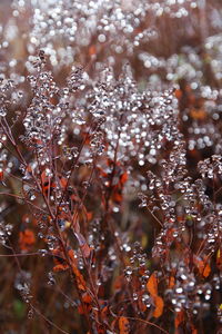 Close-up of wet plants during rainy season