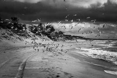 Flock of birds on beach