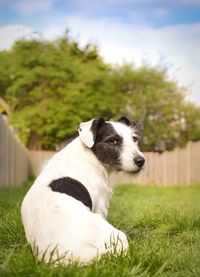 Dog standing on grassy field