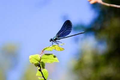 Close-up of insect on leaf