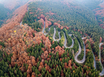 High angle view of trees in forest