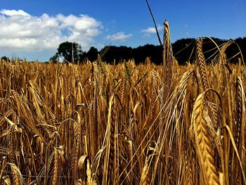 Scenic view of wheat field against sky