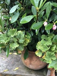 High angle view of potted plants on field