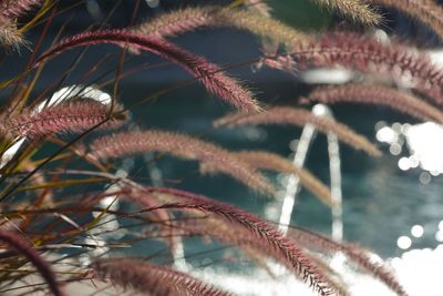 Close-up of plant