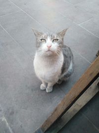 High angle portrait of cat sitting on tiled floor