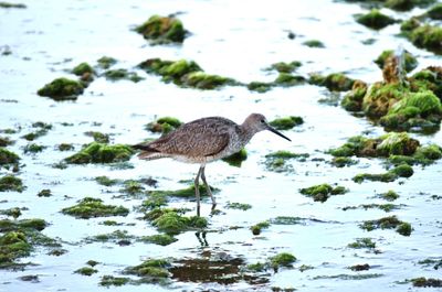 Bird perching on a lake