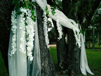 White flowers hanging on tree trunk in park