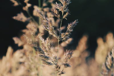 Close-up of plants on field