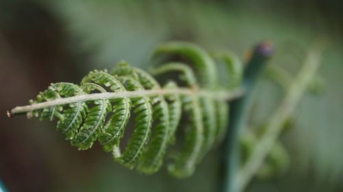 Close-up of fern growing on plant