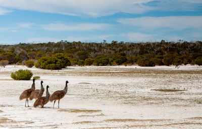 Birds in lake