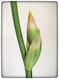 Close-up of leaf over white background