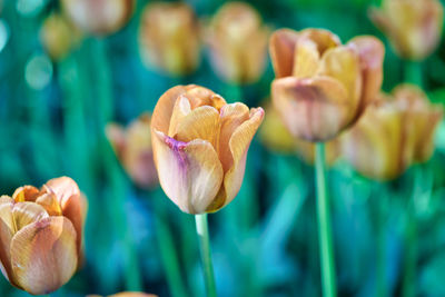 Close-up of pink tulip