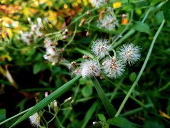 Close-up of white dandelion flower