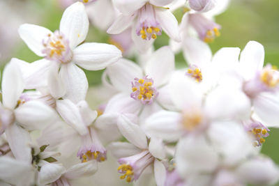 Close-up of white flowering plant