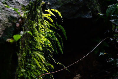 Close-up of moss growing on tree trunk