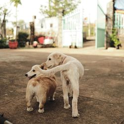 View of dogs on street in city