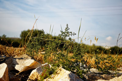 Surface level of grass on field against sky