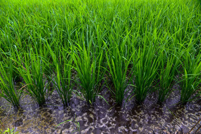 Full frame shot of wet field