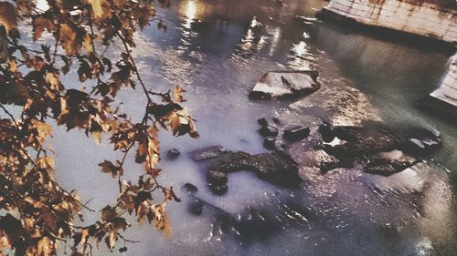 Reflection of trees in water