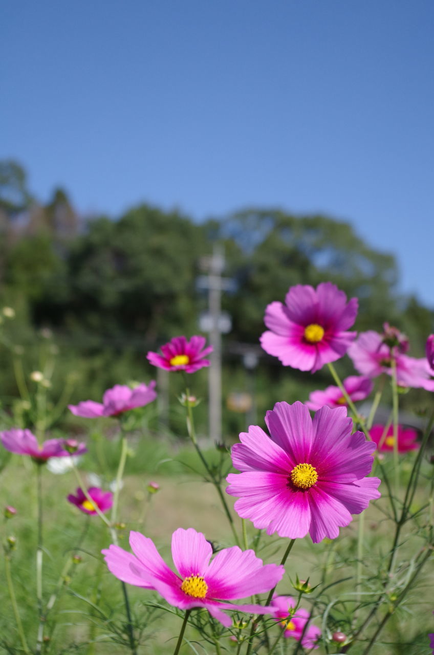 flower, freshness, fragility, growth, pink color, beauty in nature, petal, purple, blooming, nature, in bloom, focus on foreground, flower head, blossom, plant, close-up, stem, tree, springtime, branch