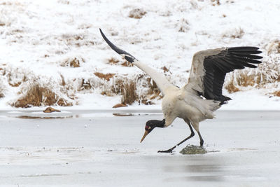 Black-necked crane at frozen lakeshore