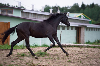 Side view of horse on field