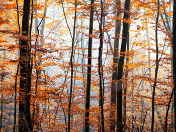 Low angle view of trees in forest