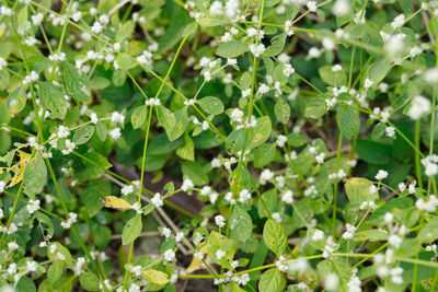 Close-up of small plant growing on field