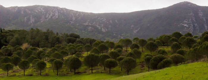 Scenic view of trees on field against mountains