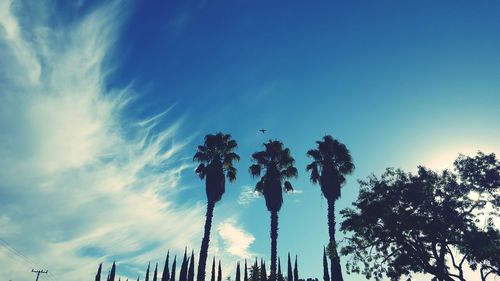 Low angle view of palm trees against blue sky