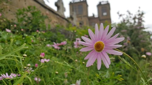 Close-up of purple flowering plants growing on field