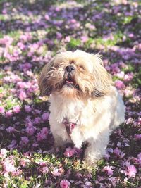 Close up of small dog