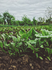 Close-up of crops growing on field against sky