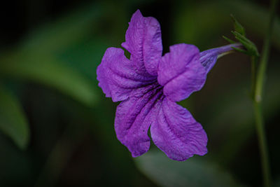 Close-up of purple flowering plant