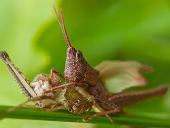 Close-up of insect