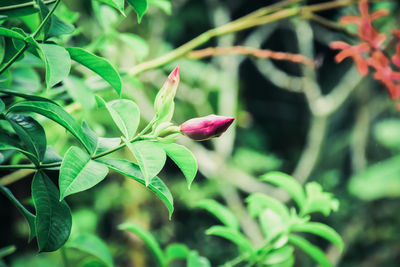 Close-up of flower blooming outdoors