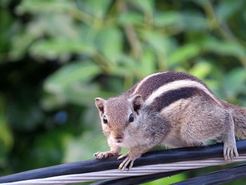 Close-up of squirrel