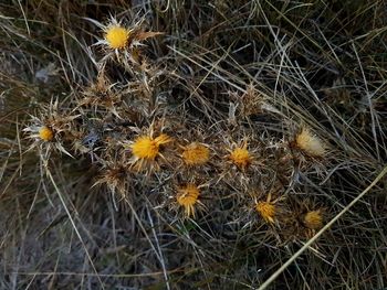 Close-up of yellow flowers