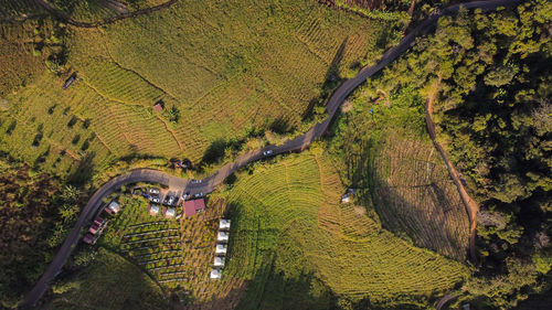 High angle view of agricultural field