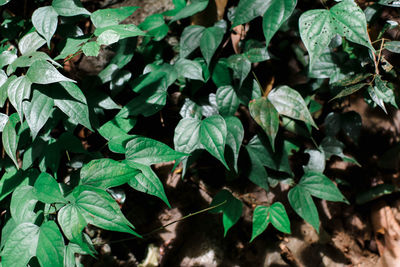 High angle view of plants growing on land