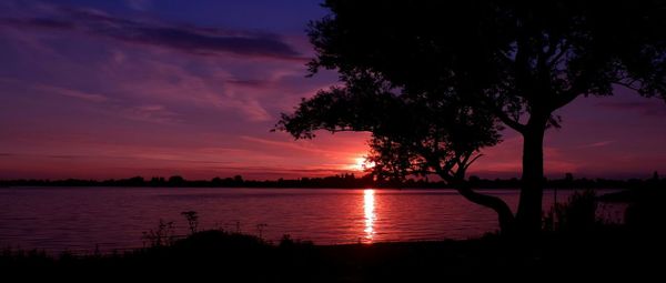 Silhouette of trees at sunset